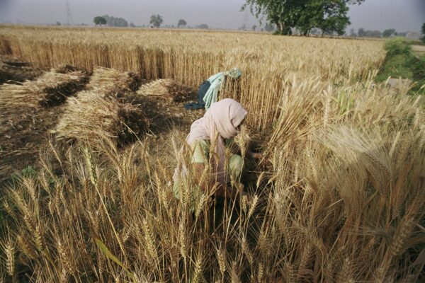 New Project Analyzes Supply Chain in Two Indian States and Builds the ...